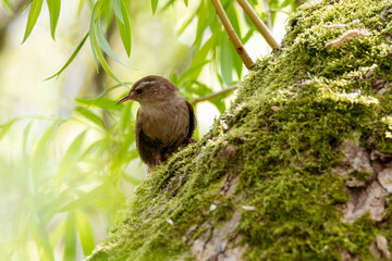 Eurasian Wren Bird on the tree