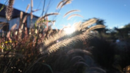 The sun and vegetation during the summer with warm colors and a landscape to dazzle as a wallpaper or living nature design.