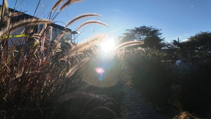 The sun and vegetation during the summer with warm colors and a landscape to dazzle as a wallpaper or living nature design.