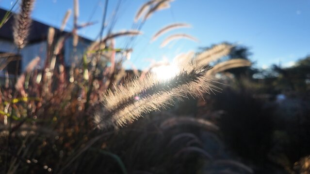 The sun and vegetation during the summer with warm colors and a landscape to dazzle as a wallpaper or living nature design.