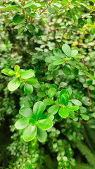 Close-up view of Buxus sempervirens, commonly known as common boxwood, showing vibrant green glossy leaves with soft background blur