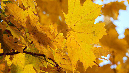 Yellow maple leaves swaying on a tree on a bright sunny day. Warm sunny golden autumn in the city park. Autumn mood.