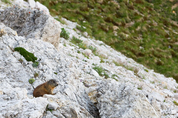 wild marmot in alps