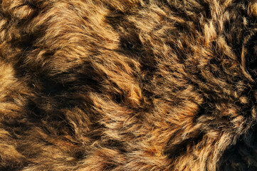 Background and texture of natural brown bear fur.	