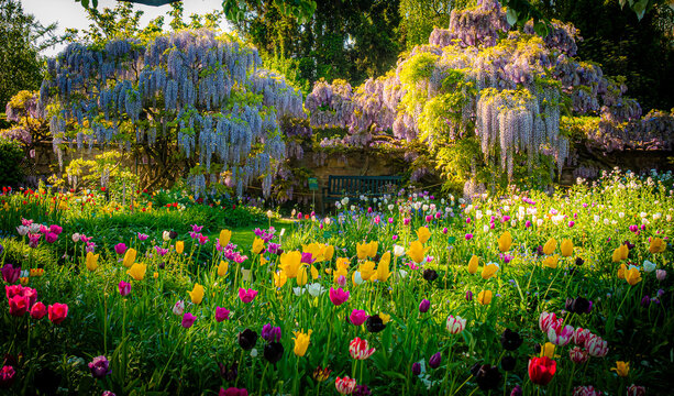 Blauregen im Hermannshof / Weinheim Bergstra&szlig;e