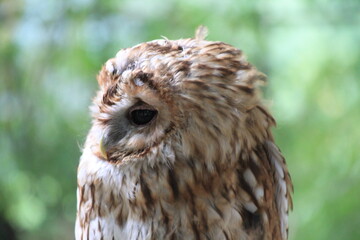 Great horned owl in the forest