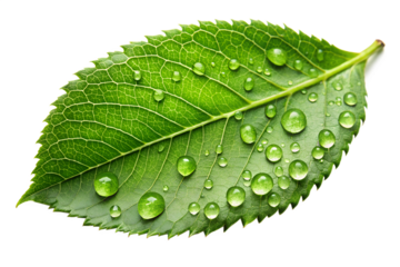 Fresh green leaf with water drops isolated on transparent background, a macro shot of natures beauty and purity with intricate veins