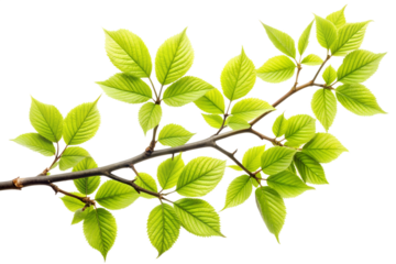 Fresh green elm branch isolated on transparent background, showcasing the vibrant leaves and intricate details of natures growth in springtime