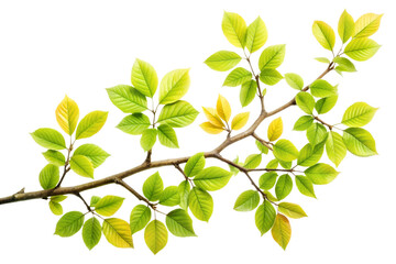 Obraz premium Vibrant elm branch isolated on transparent background, capturing the essence of spring with its fresh green leaves and intricate natural details