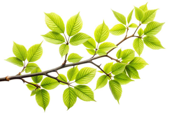 Fresh green elm branch isolated on transparent background, showcasing the vibrant leaves and intricate details of natures growth in springtime