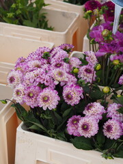 Fresh purple and red market dahlias in plastic crates at local flower market – perfect for eco floristry ad, garden and home decoration, Amsterdam Netherlands local groceries market