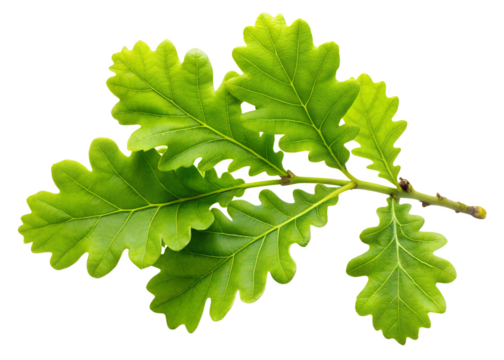 Fresh green oak leaves on a branch isolated on transparent background, showcasing the intricate details of natures foliage in spring