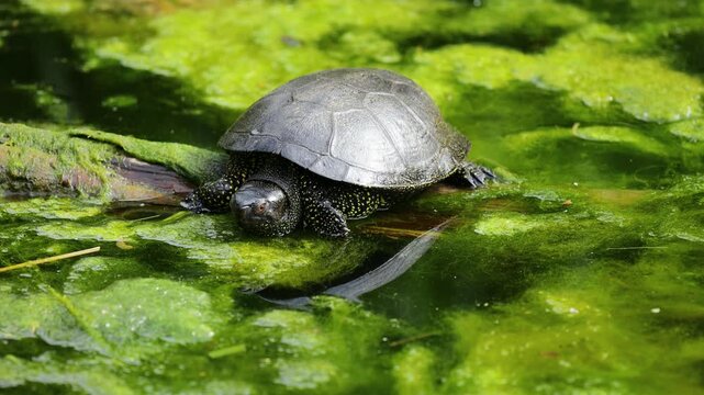 Turtle on grass and in pond. Reptile moving between land and water in natural habitat. Wildlife nature animal behavior and outdoor environment captured in detail. Small turtle on the grass