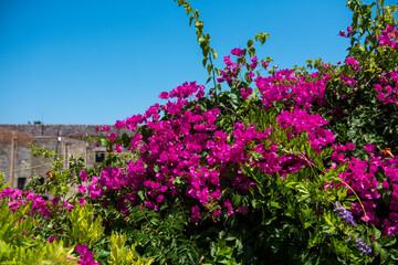 Medieval garden on the territory of the old town of Rhodes. Cypresses, shrubs, rhododendra, lemon trees, wildflowers