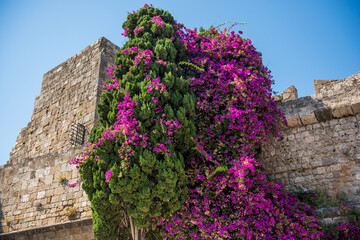 Medieval garden on the territory of the old town of Rhodes. Cypresses, shrubs, rhododendra, lemon trees, wildflowers