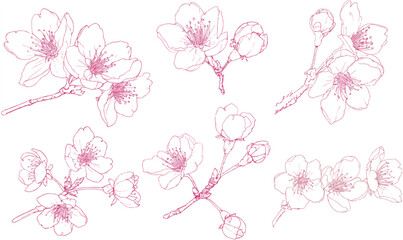 Elegant Cherry Blossom Branch Illustrations in Delicate Pink Tones for Spring and Wedding Designs with a White Background
