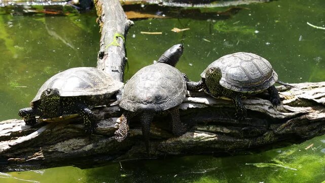 Turtle on grass and in pond. Reptile moving between land and water in natural habitat. Wildlife nature animal behavior and outdoor environment captured in detail. Small turtle on the grass