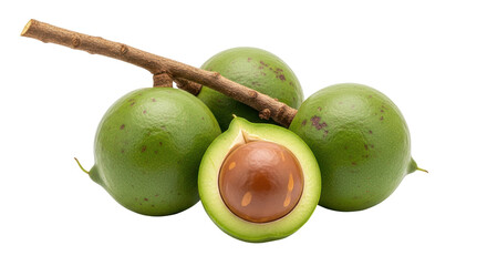 Isolated macadamia