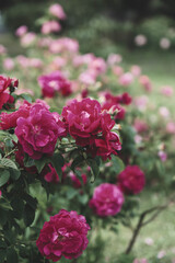 浜寺公園 バラ庭園、美しく凛とした佇まいのバラ、大阪、日本