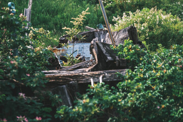 浜寺公園 バラ庭園、バラ園の美しい景観、大阪、日本
