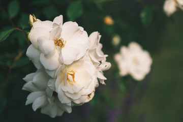 浜寺公園 バラ庭園、美しく凛とした佇まいのバラ、大阪、日本
