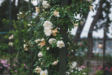 浜寺公園 バラ庭園、美しく凛とした佇まいのバラ、大阪、日本