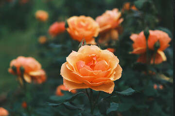 浜寺公園 バラ庭園、美しく凛とした佇まいのバラ、大阪、日本