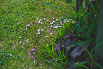 浜寺公園 バラ庭園、地面に落ちた花びら、大阪、日本