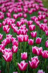 Obraz premium Pink beautiful tulip flowers in a beautiful flower bed garden floral pattern