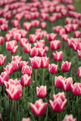 Pink beautiful tulip flowers in a beautiful flower bed garden floral pattern
