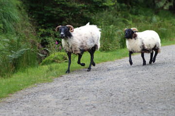 pair of wild sheep, black headed horny, thick fleeces, one young, running along a path