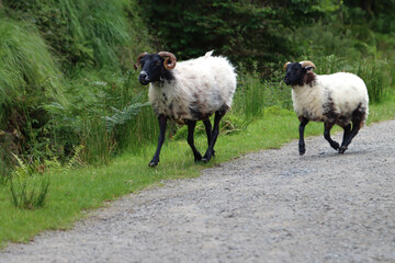 two sheep, parent and young, black headed horny, black legged, running along path, landscape format