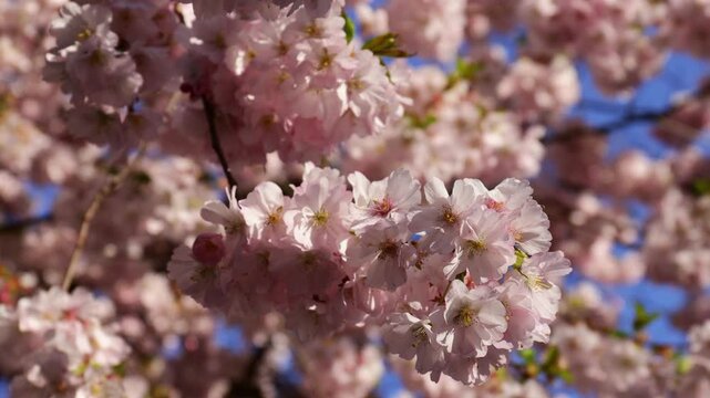 Sakura or cherry blossom flower of trees in Prunus subgenus Cerasus. Sakura pink flowers beautiful ornamental cherry trees Prunus serrulata. Tender color of blooming cherry trees in spring