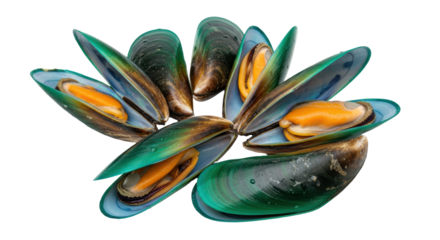 Isolated Green Mussel