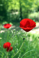 Red Wild Poppies in Bloom on a Sunny Spring Meadow