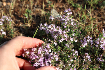 Wild Thyme in Bloom – Medicinal Herb from the Mountains