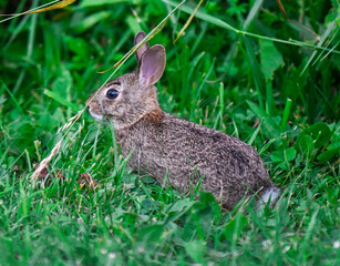 Close up view of a wild baby rabbit