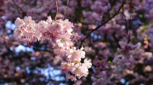 Sakura or cherry blossom flower of trees in Prunus subgenus Cerasus. Sakura pink flowers beautiful ornamental cherry trees Prunus serrulata. Tender color of blooming cherry trees in spring