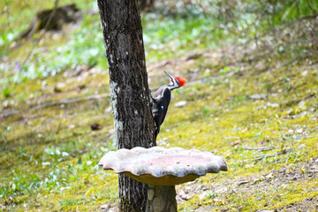 View of Pileated Woodpeckers