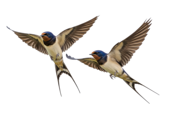 Two Barn Swallows in Flight