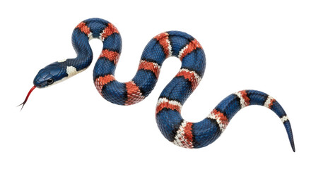 Isolated Milk Snake