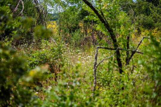Overgrown land in Lika region, Croatia