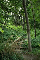 überwuchertes Bahngleis im Wald