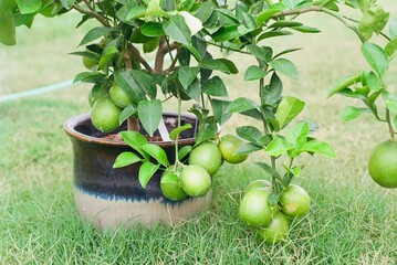 Citrus x limon &lsquo;Meyer&rsquo; - Improved Meyer Lemon
