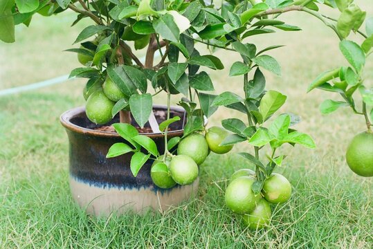 Citrus x limon &lsquo;Meyer&rsquo; - Improved Meyer Lemon
