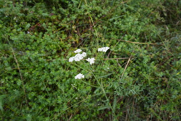 white flowers in the forest