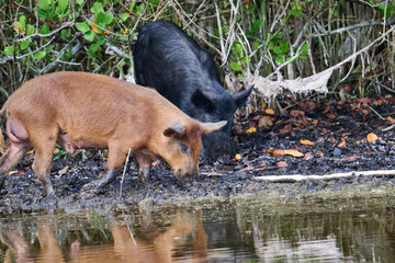 Wild boar foraging in a marsh 