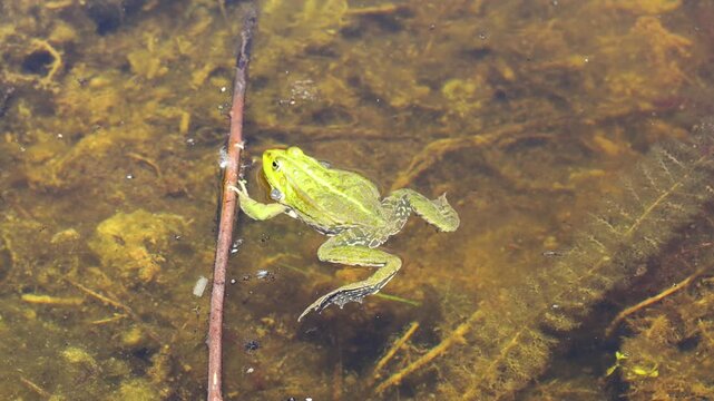 Frog in pond. Amphibian resting on water surface among aquatic plants. Wildlife, nature, and wetland habitat in close-up view, water animals wildlife in summer. Green frog in the natural habitat