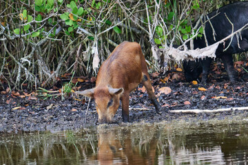 Wild boar foraging in a marsh 