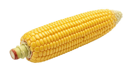 Isolated Ear of Corn